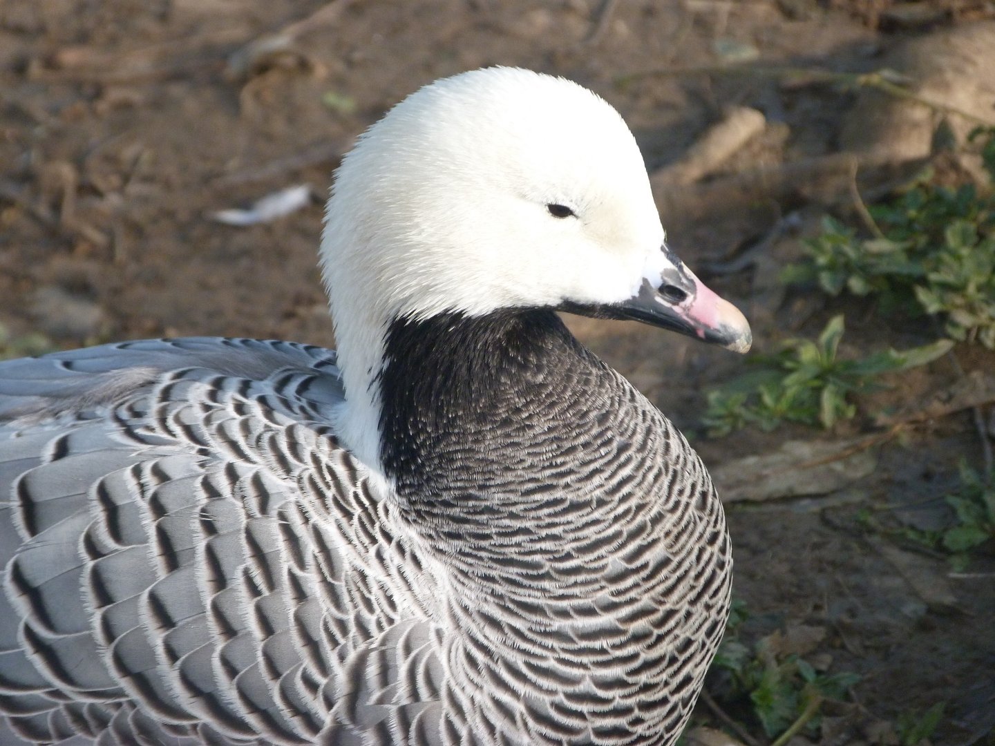 Emperor goose -Zoo de Santillana del Mar (2024)