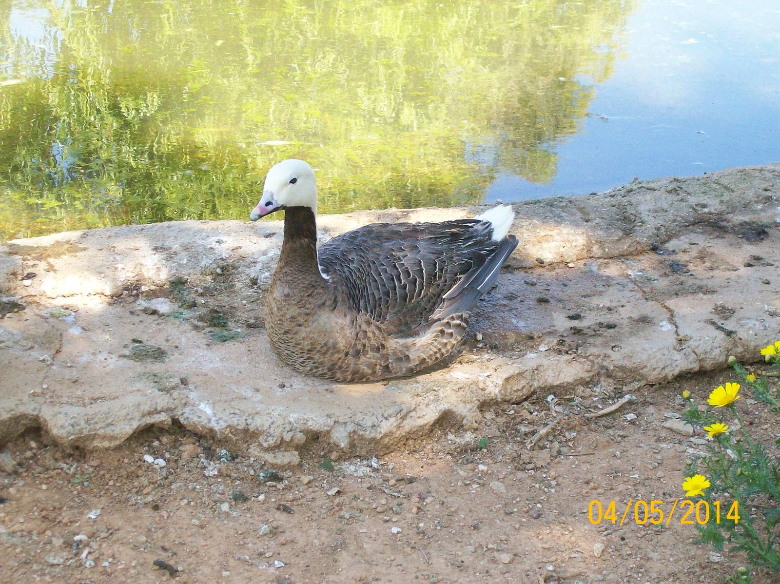 Emperor goose