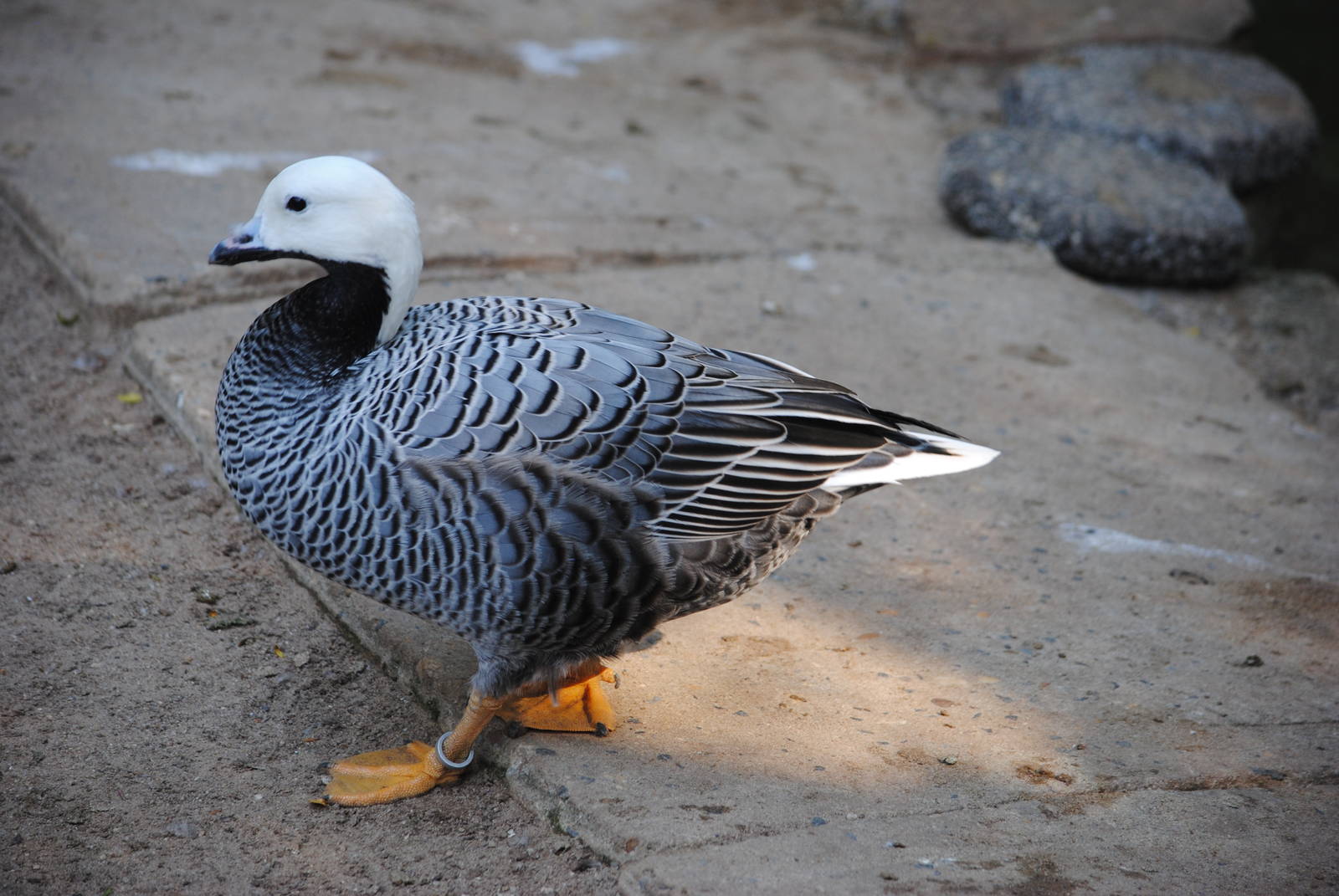 Emperor Goose