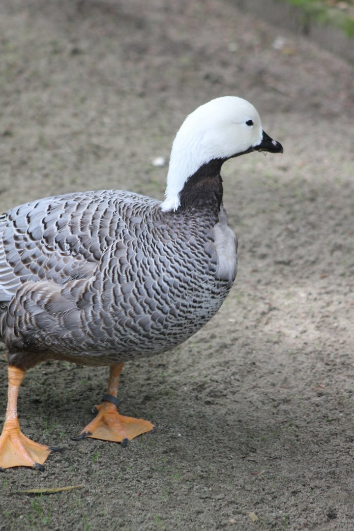 Emperor goose