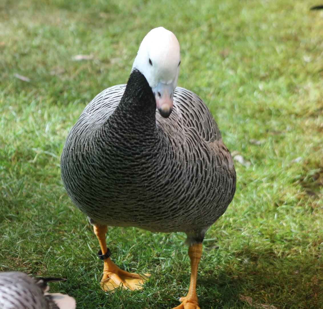 Emperor goose