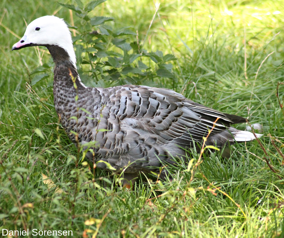 Emperor goose