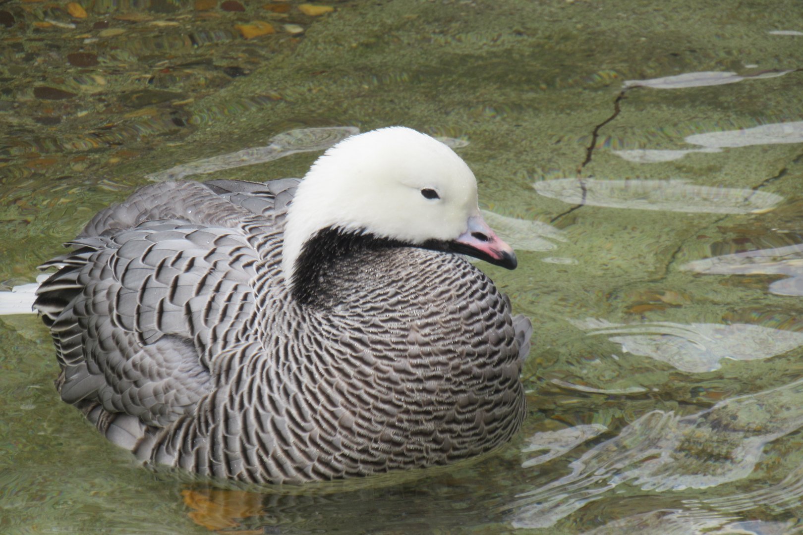 Emperor goose