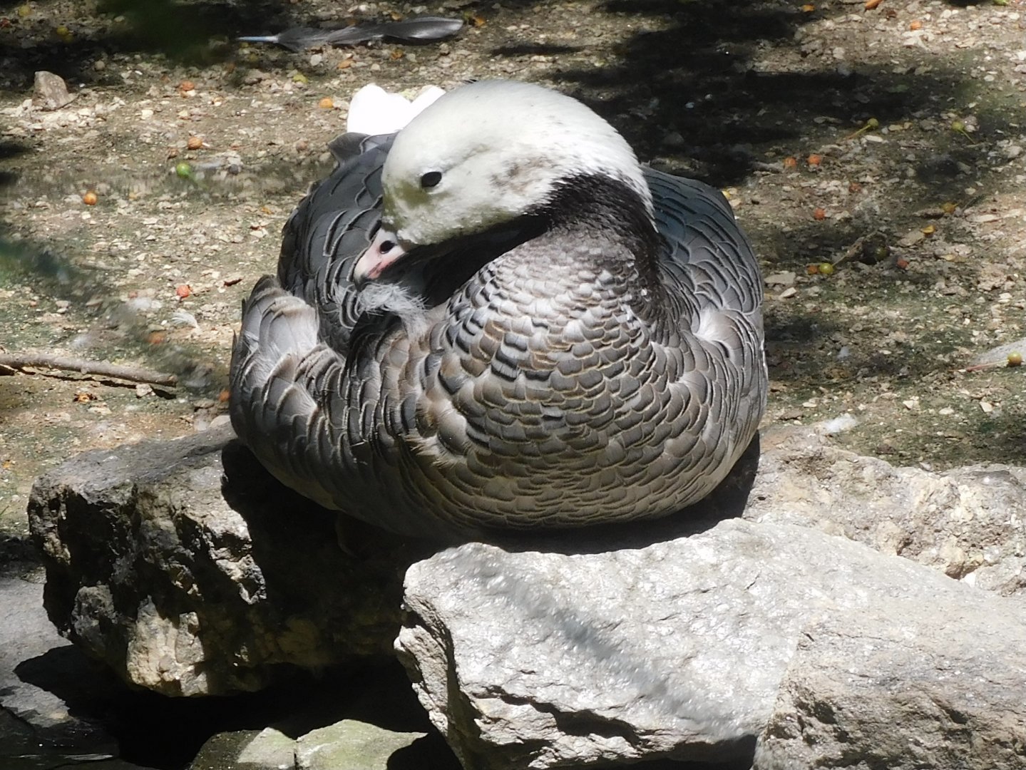 Emperor goose