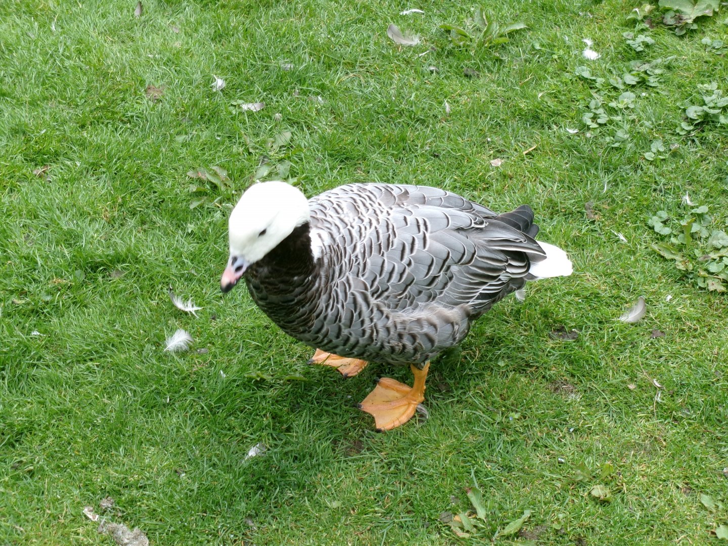Emperor goose