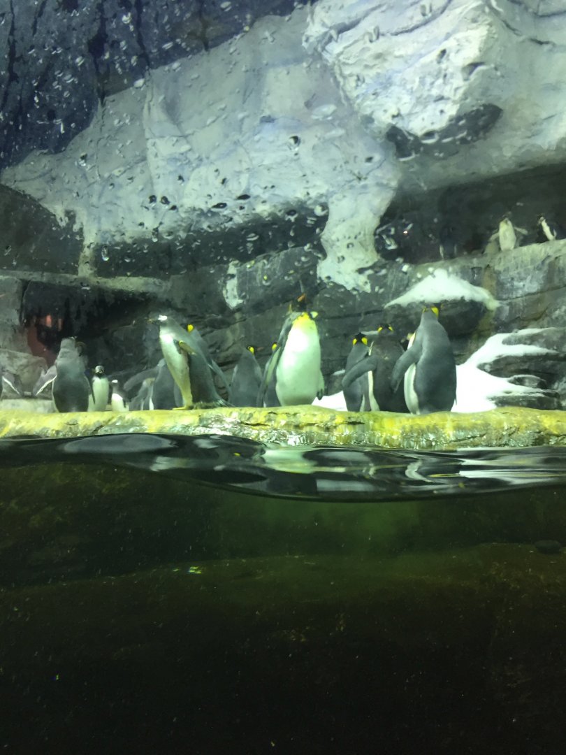 Emperor, Macaroni and Gentoo Penguins