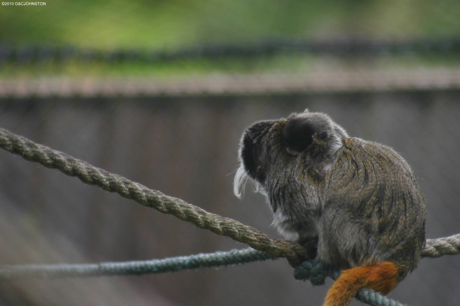Emperor Marmoset with her newborn baby I