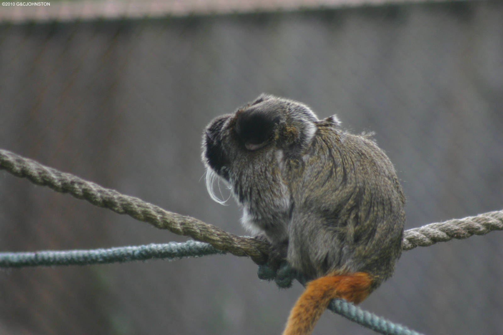 Emperor Marmoset with her newborn baby II