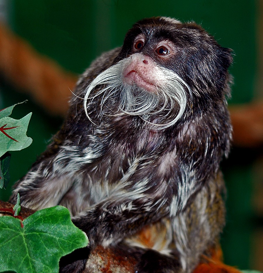 emperor marmoset