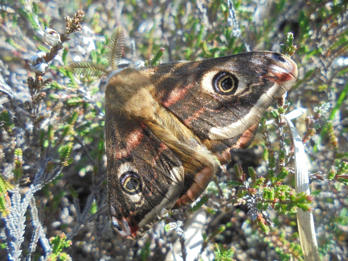 Emperor moth (male)  Dorset.