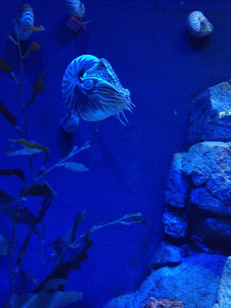 Emperor Nautilus (Nautilus pompilius pompilius)