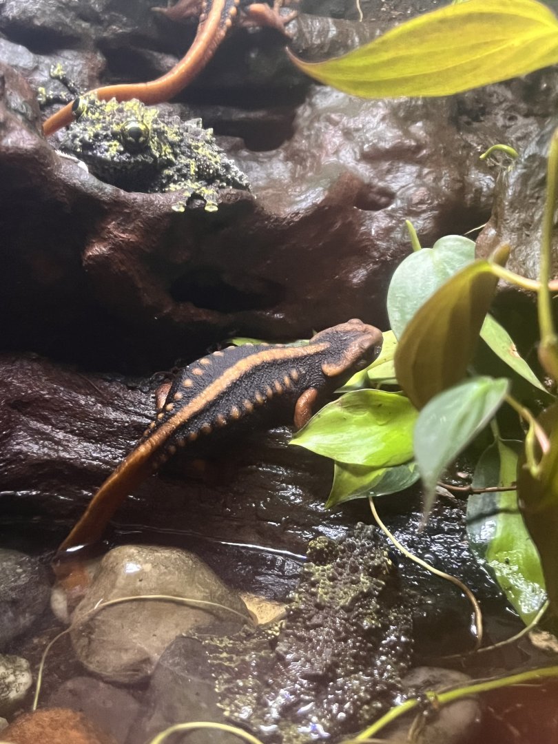 Emperor newt and Vietnamese mossy frog