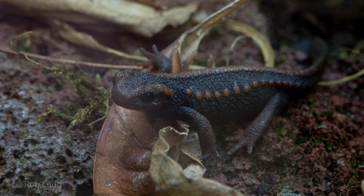 Emperor newt : Bristol : 19 Oct 2015