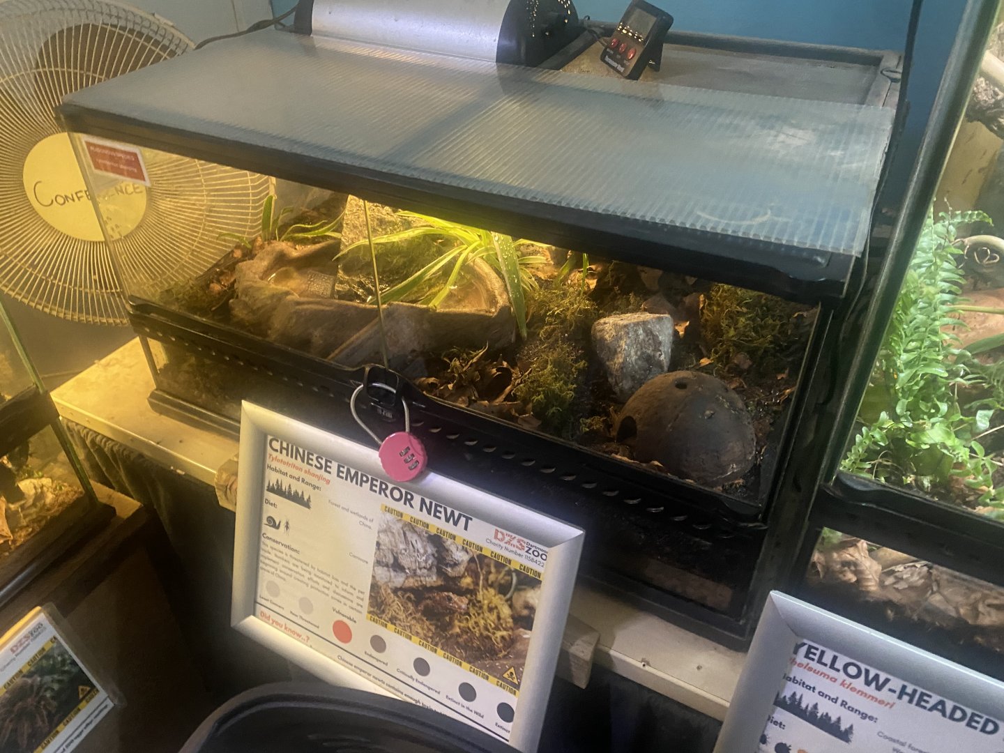 Emperor newt exhibit 050925