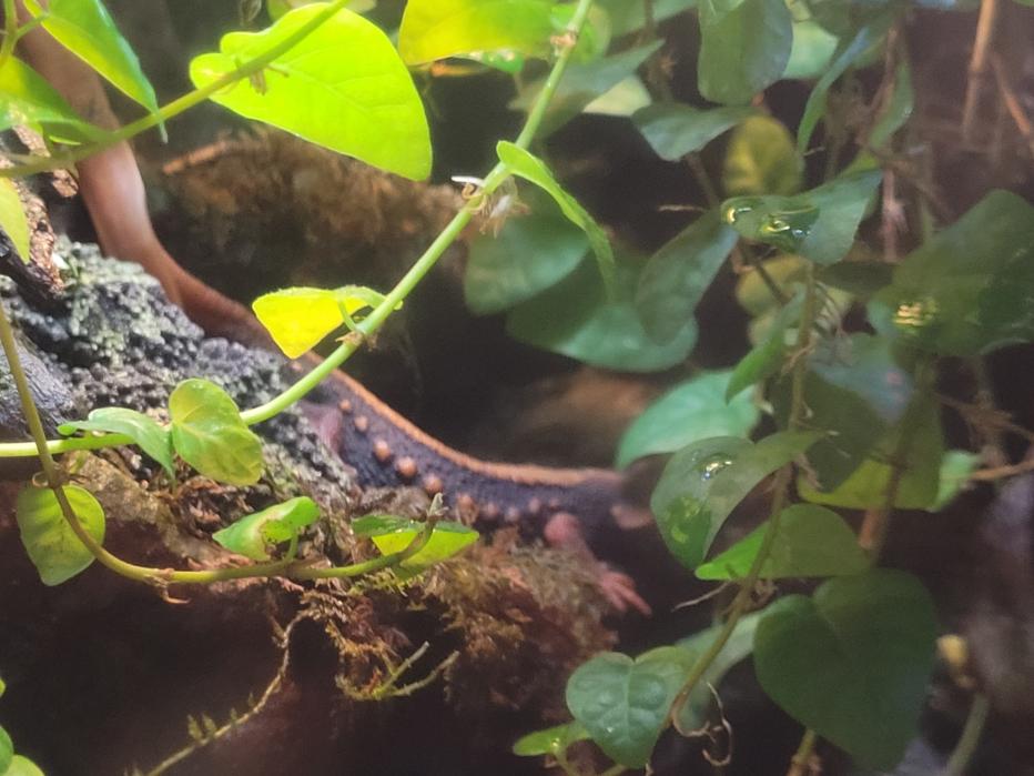 Emperor newt (Tylototriton shanjing) and Vietnamese mossy frog (Theloderma corticale)