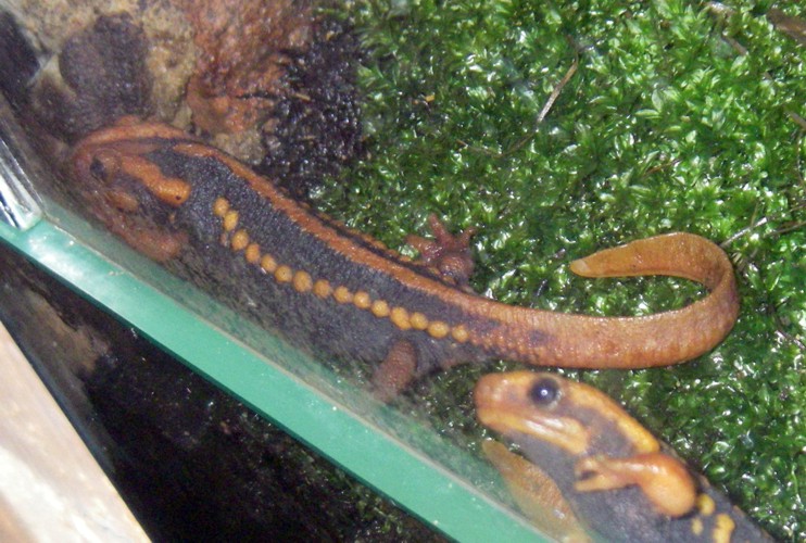 Emperor Newt (Tylototriton shanjing)
