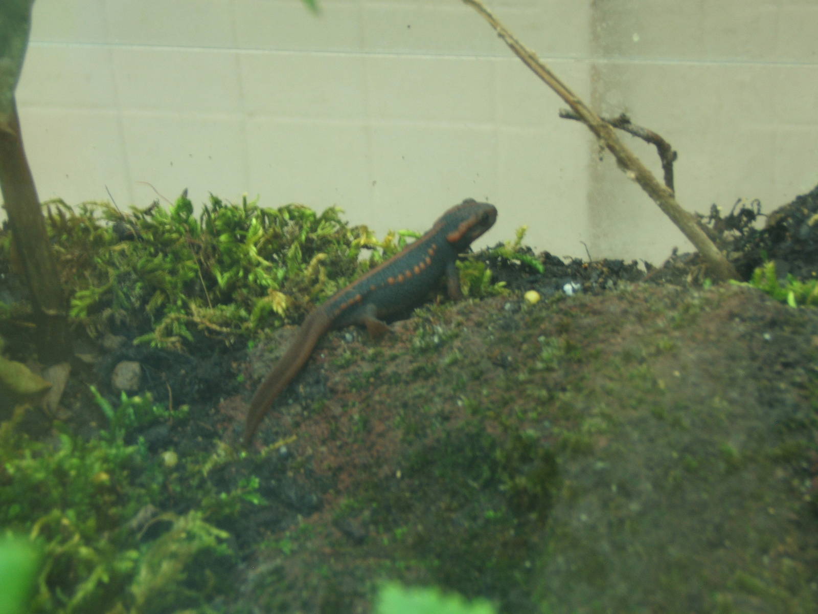 Emperor Newt (Tylototriton shanjing)