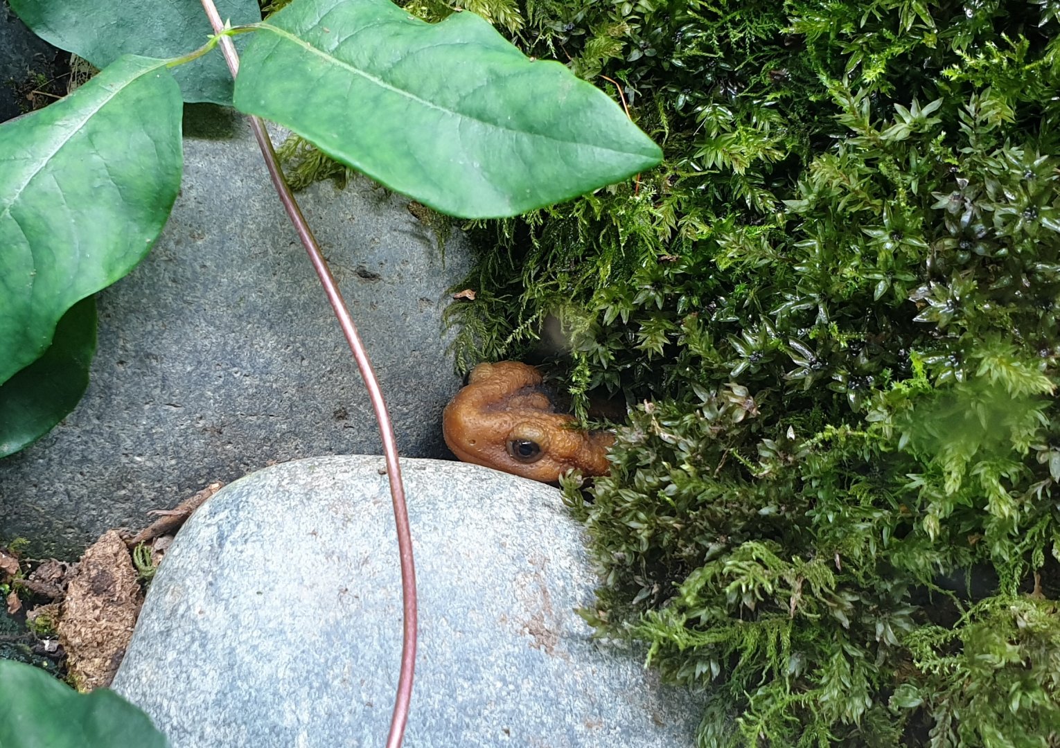 Emperor newt - Tylototriton shanjing