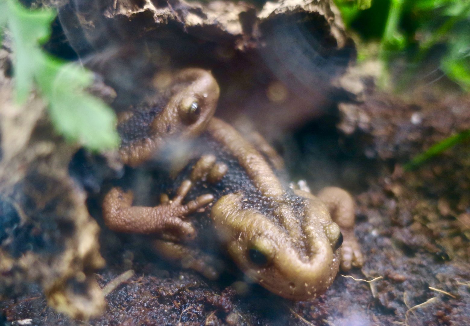 Emperor Newt (Tylototriton shanjing)