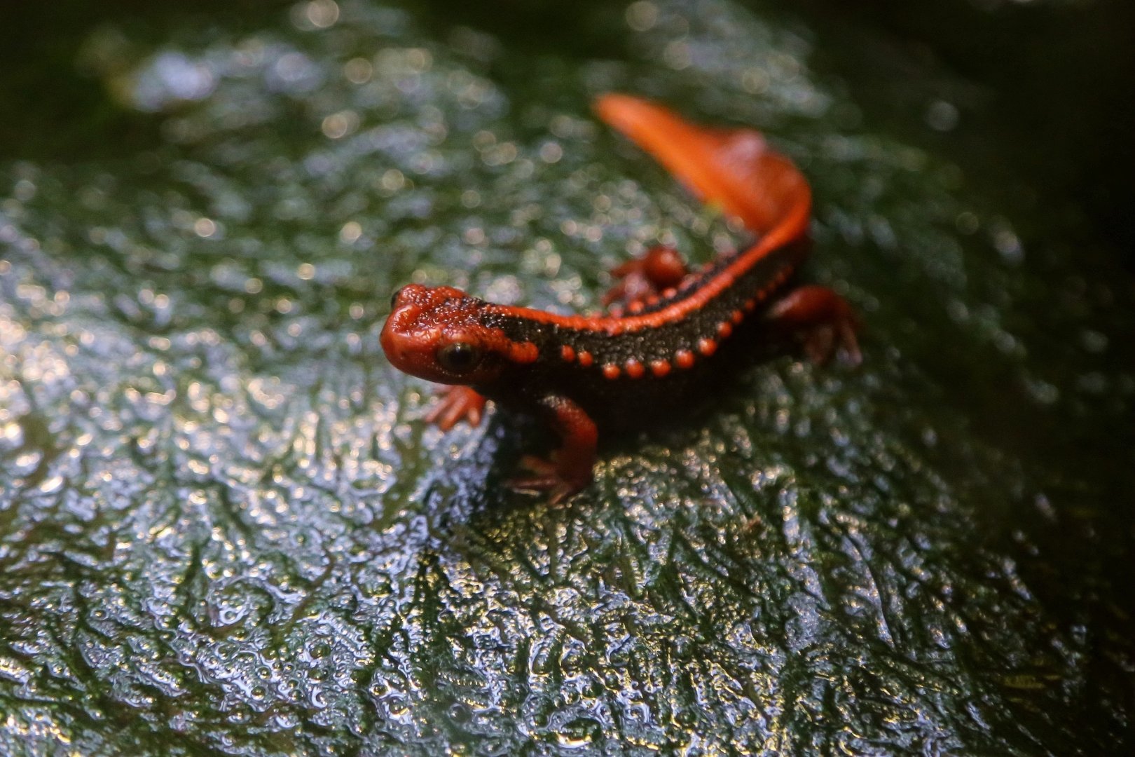 Emperor Newt (Tylototriton shanjing)