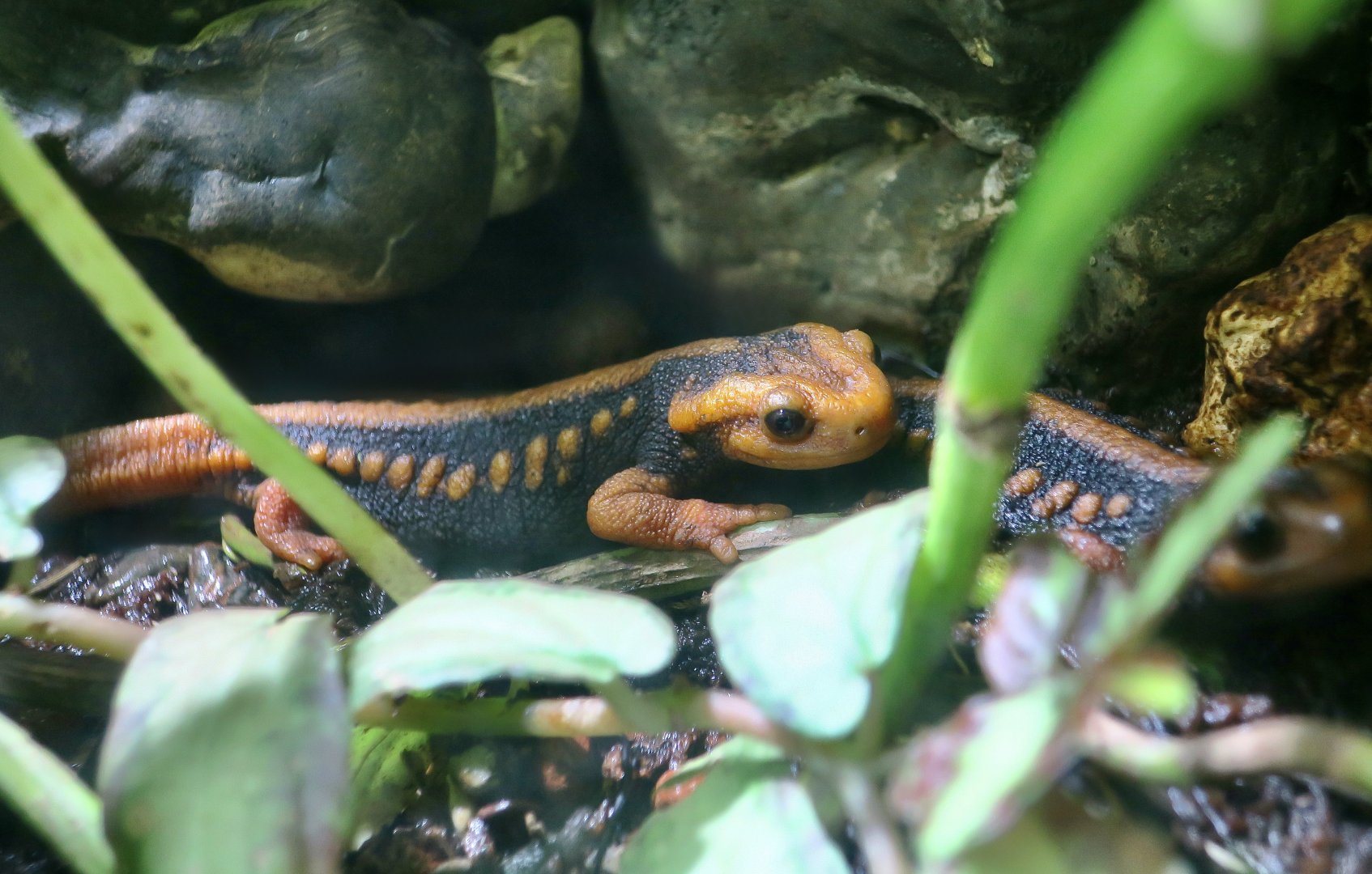 Emperor Newt (Tylototriton shanjing)