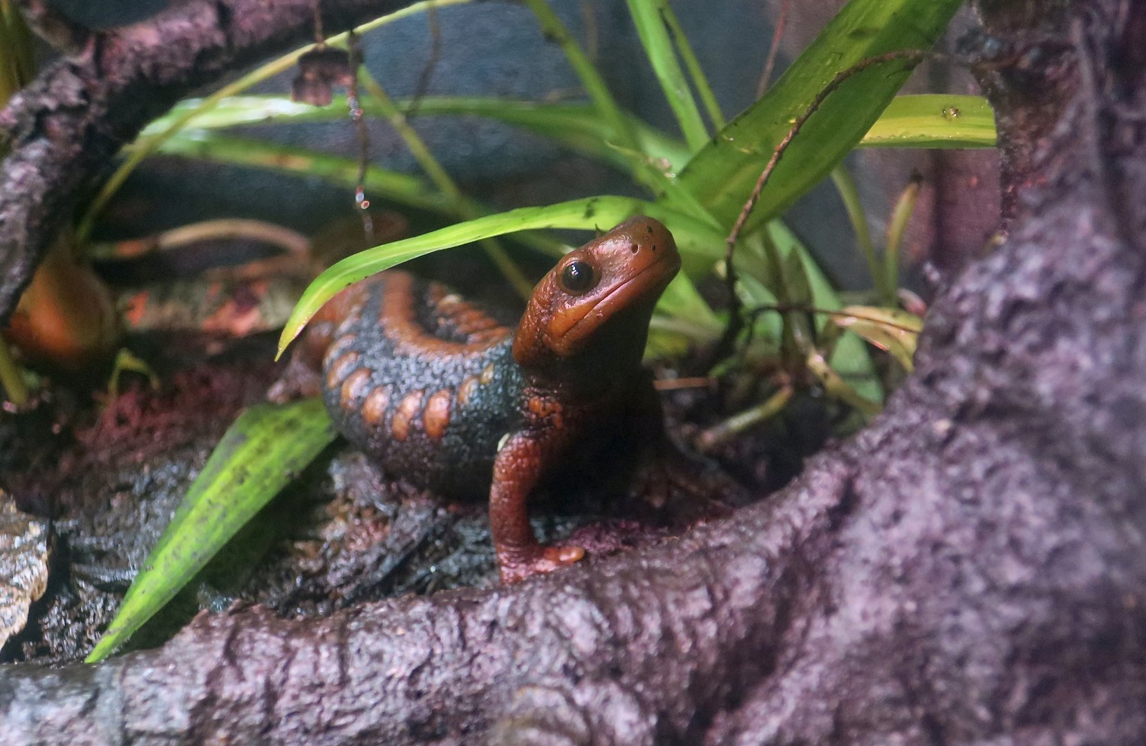 Emperor Newt (Tylototriton shanjing)