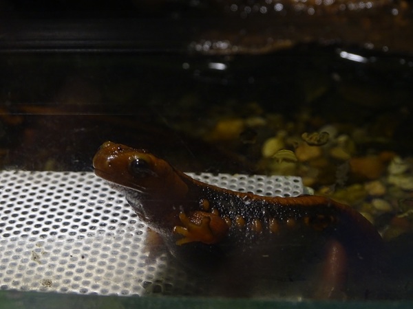 Emperor newt (Tylototriton shanjing)
