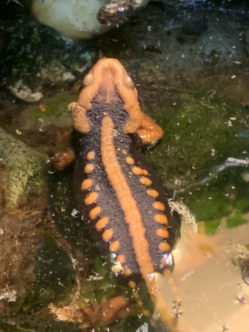 Emperor newt