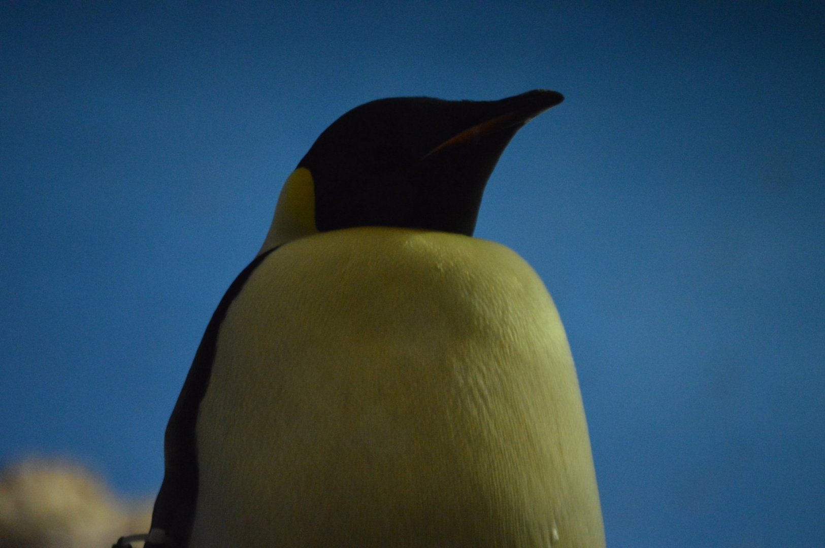 Emperor of Antarctica, Aptenodytes forsteri