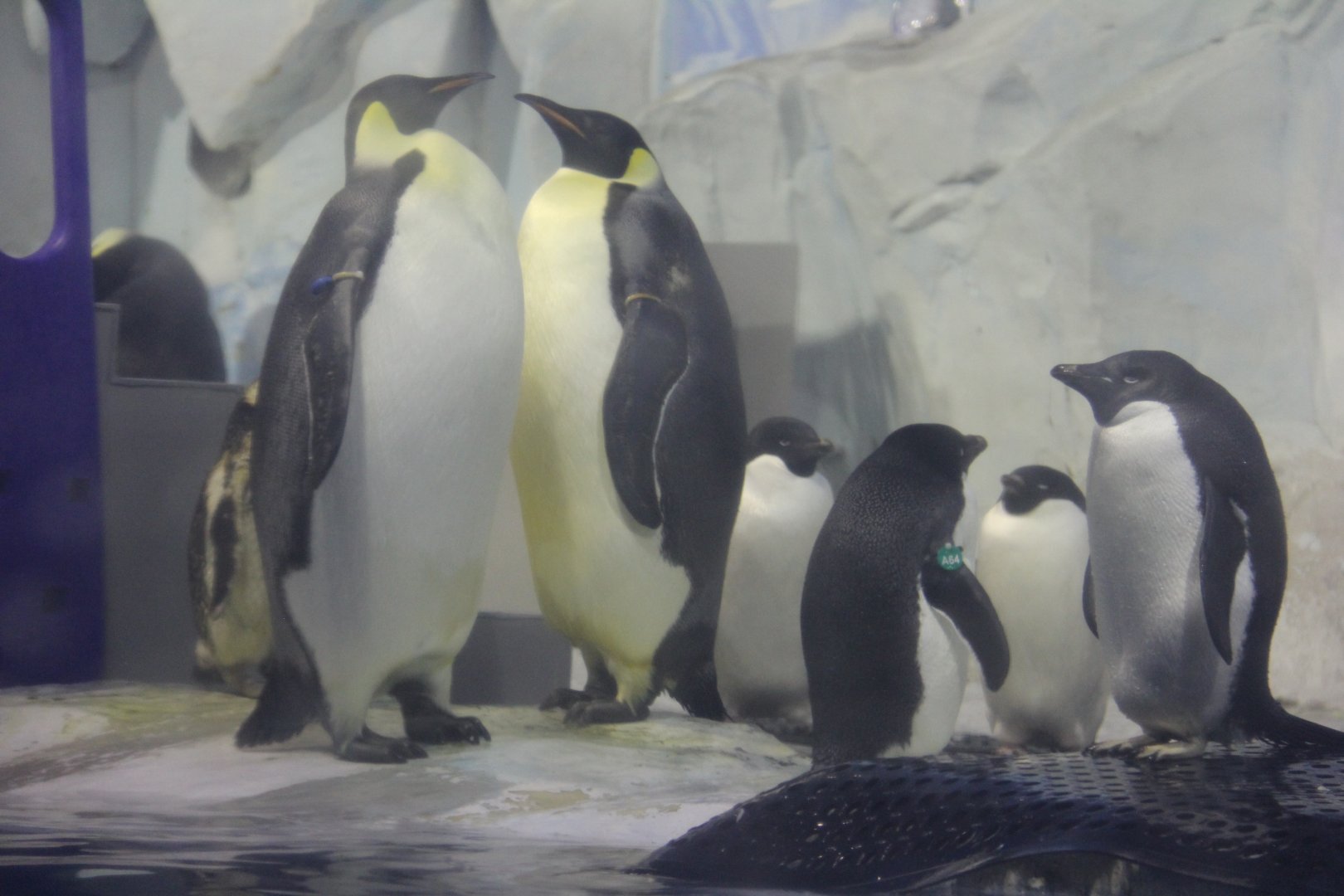 Emperor penguin and Adelie penguin