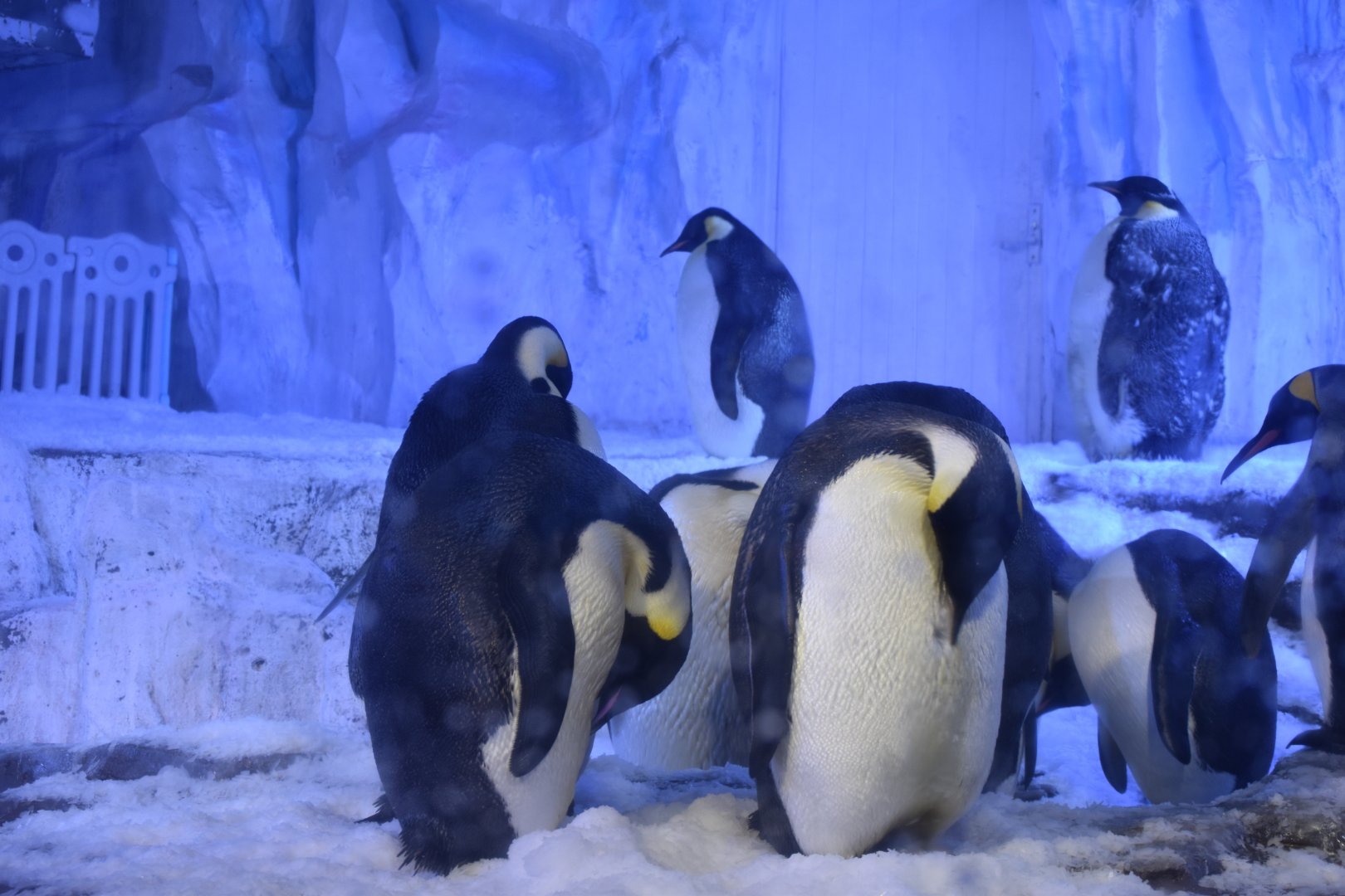 Emperor penguin (Aptenodytes forsteri) and king penguin (Aptenodytes patagonicus)