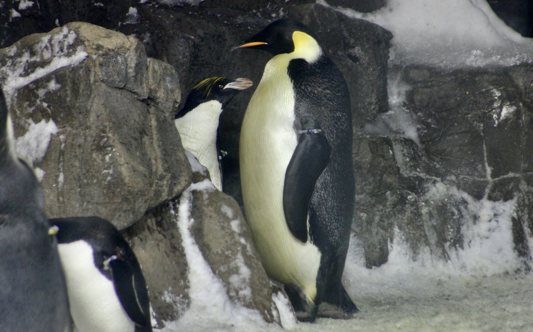 Emperor Penguin (Aptenodytes forsteri) and Macaroni Penguin (Eudyptes chrysolophus)