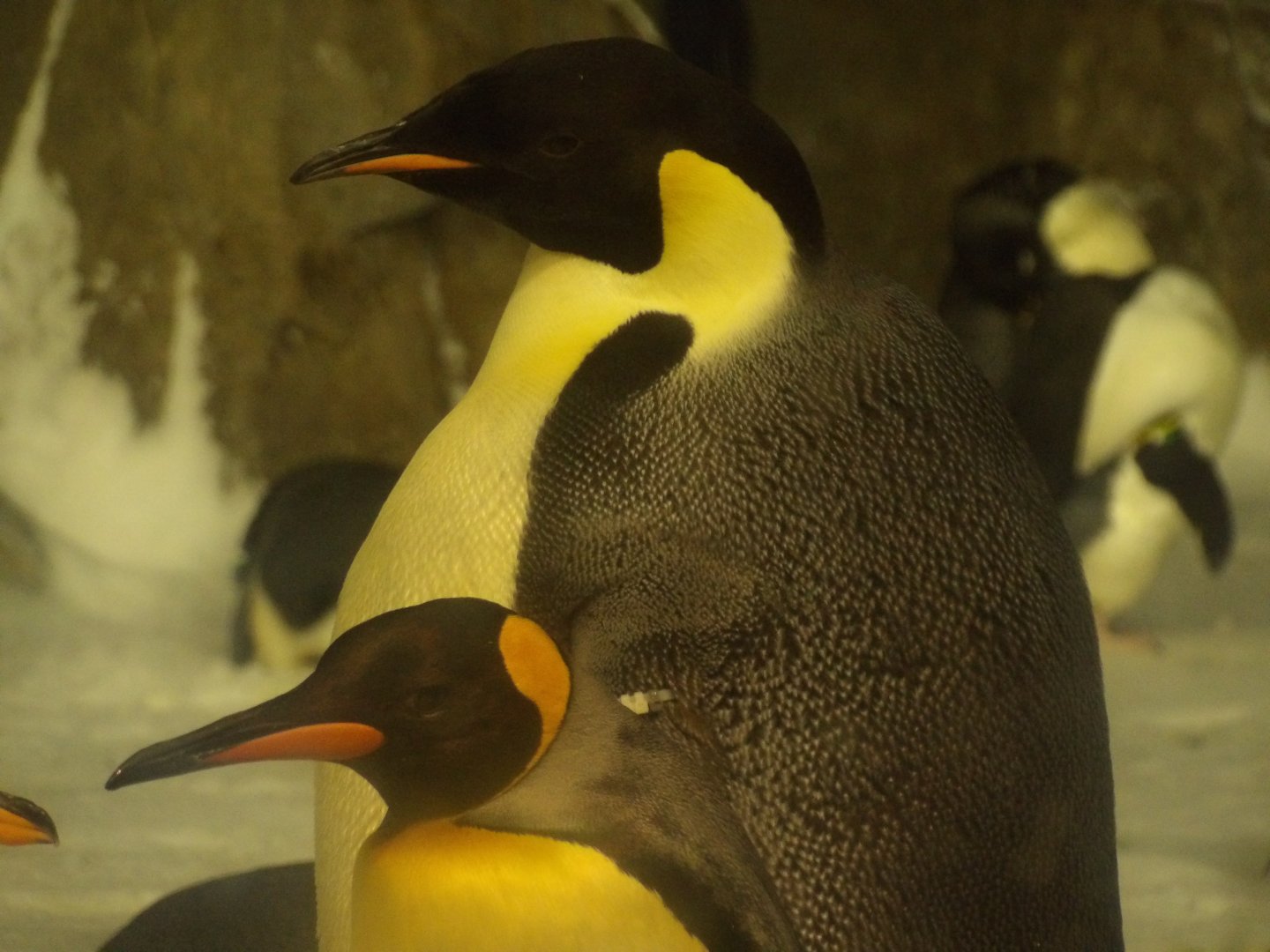 Emperor Penguin(Aptenodytes forsteri) - king penguin for scale