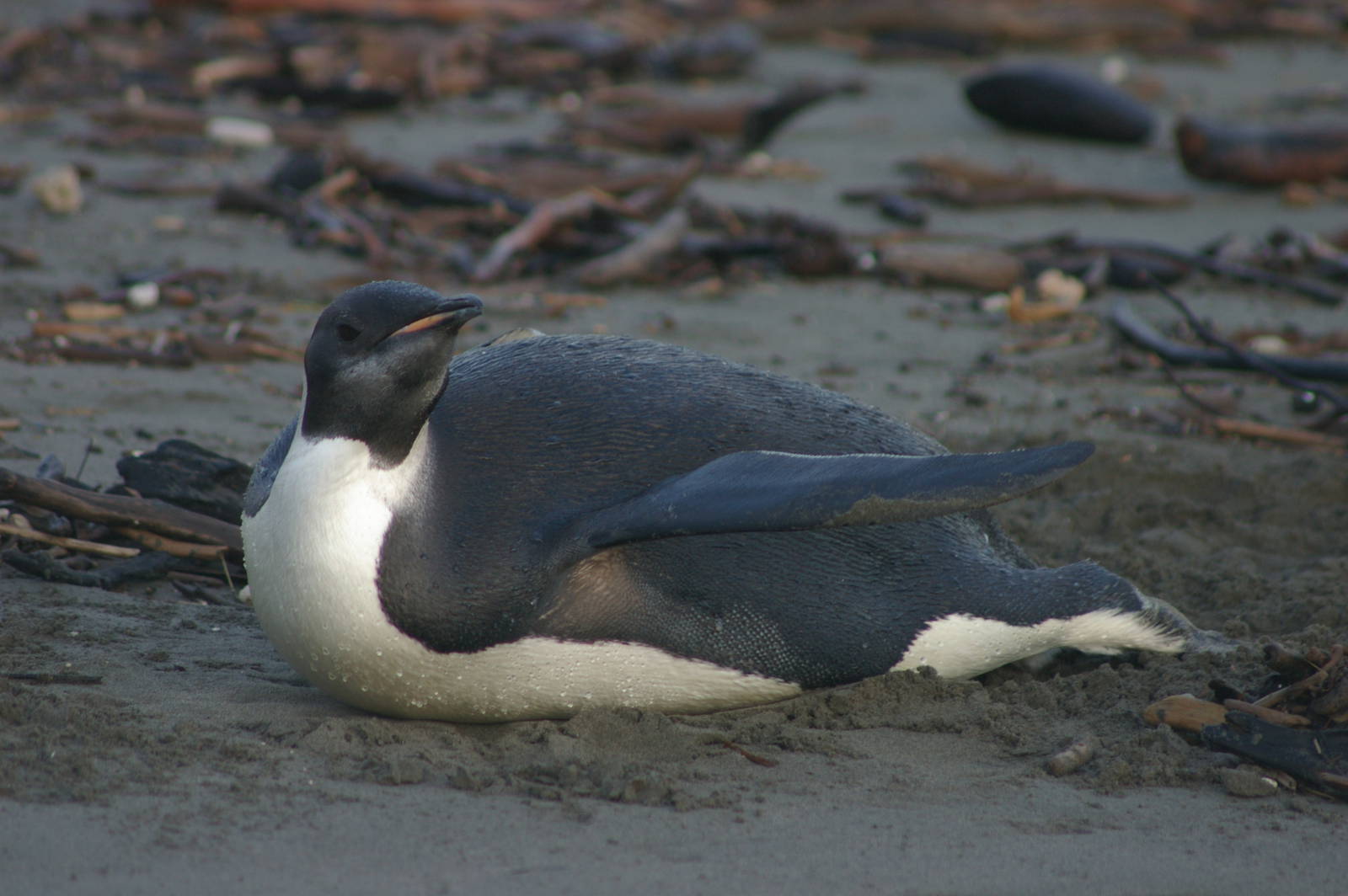 Emperor Penguin (Aptenodytes forsteri)