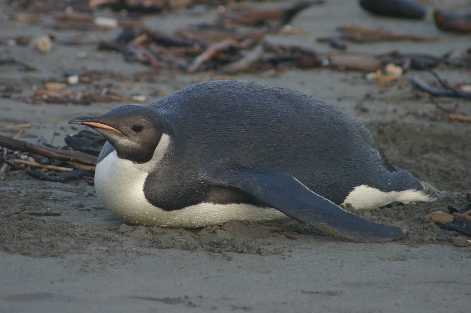 Emperor Penguin (Aptenodytes forsteri)