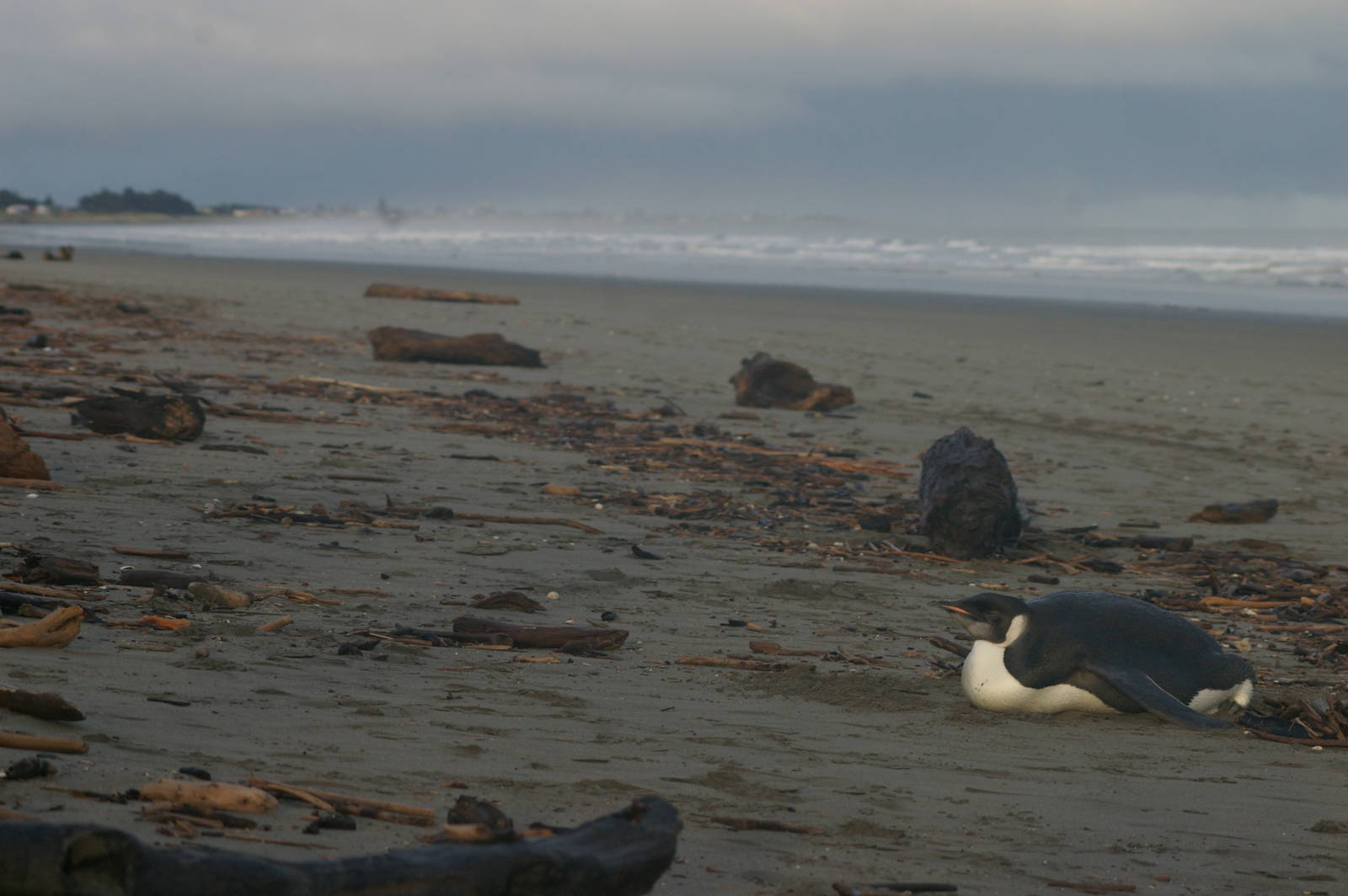 Emperor Penguin (Aptenodytes forsteri)