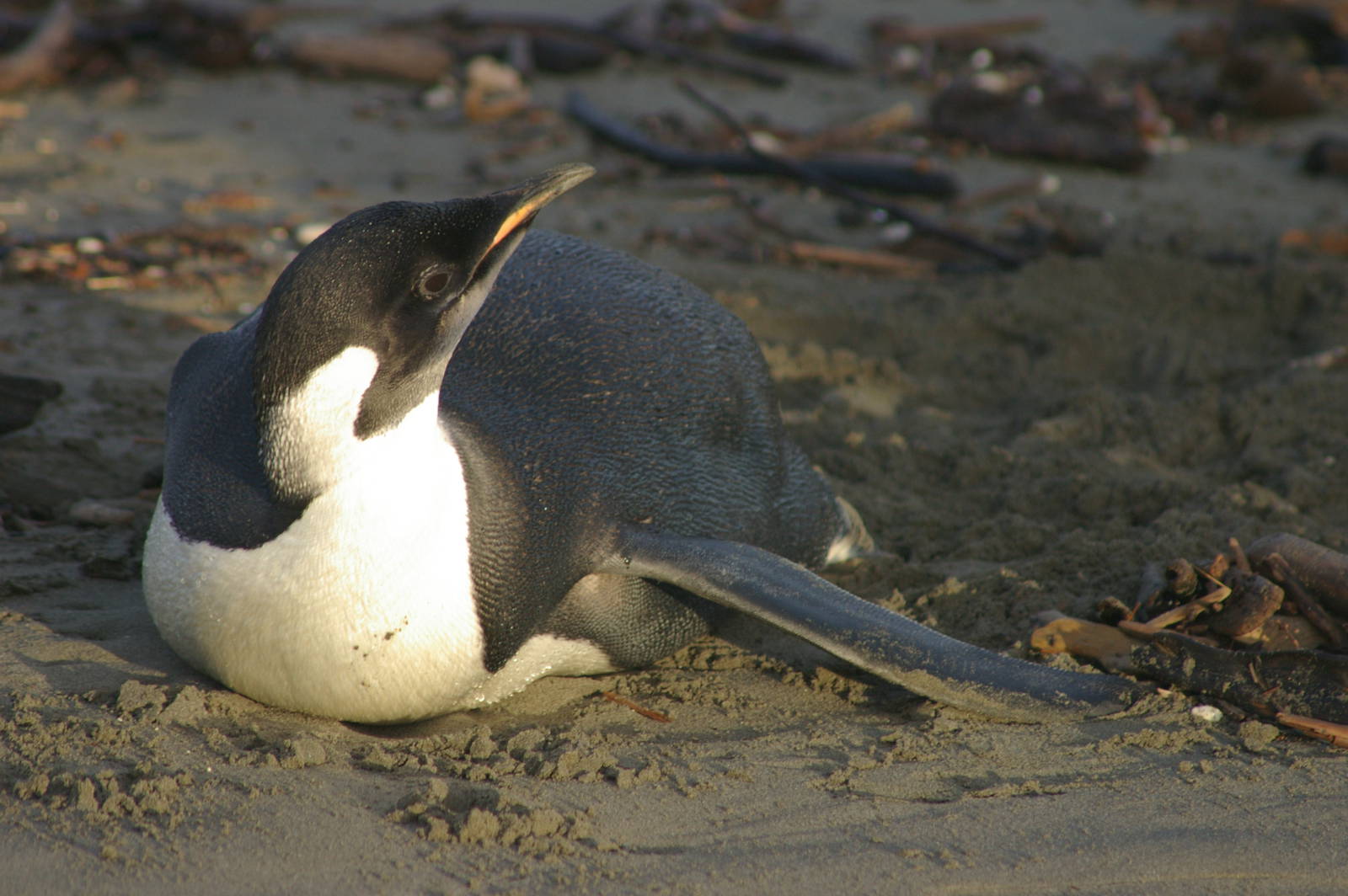 Emperor Penguin (Aptenodytes forsteri)