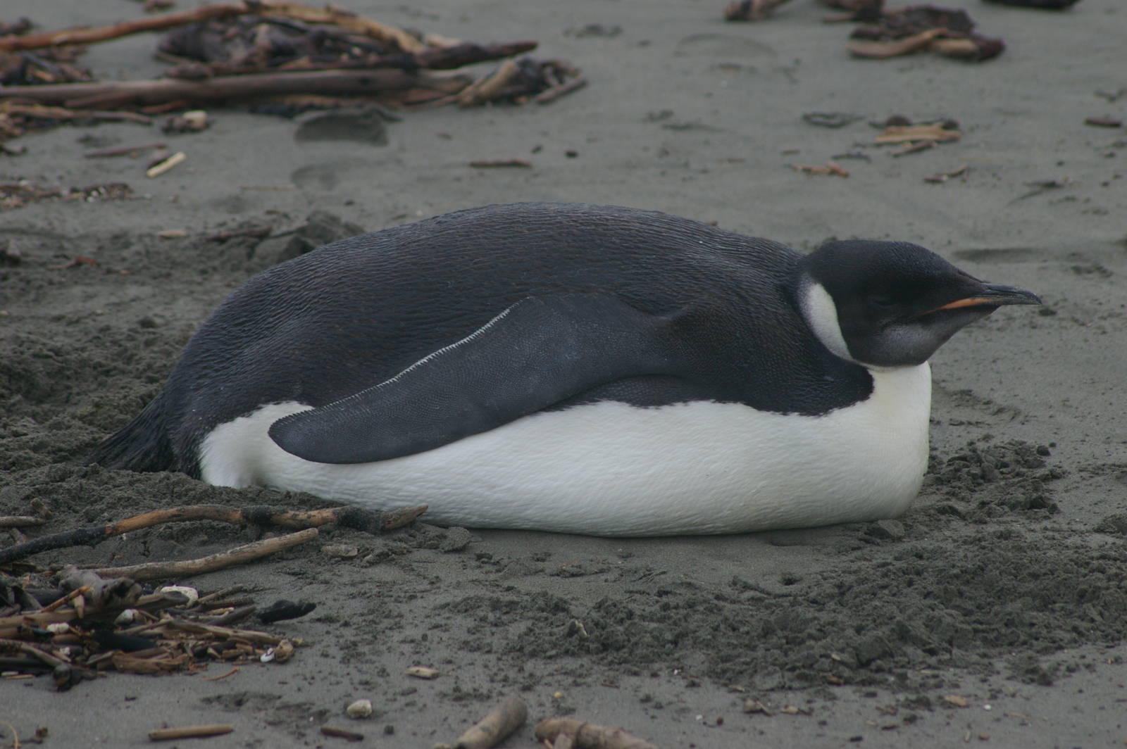 Emperor Penguin (Aptenodytes forsteri)