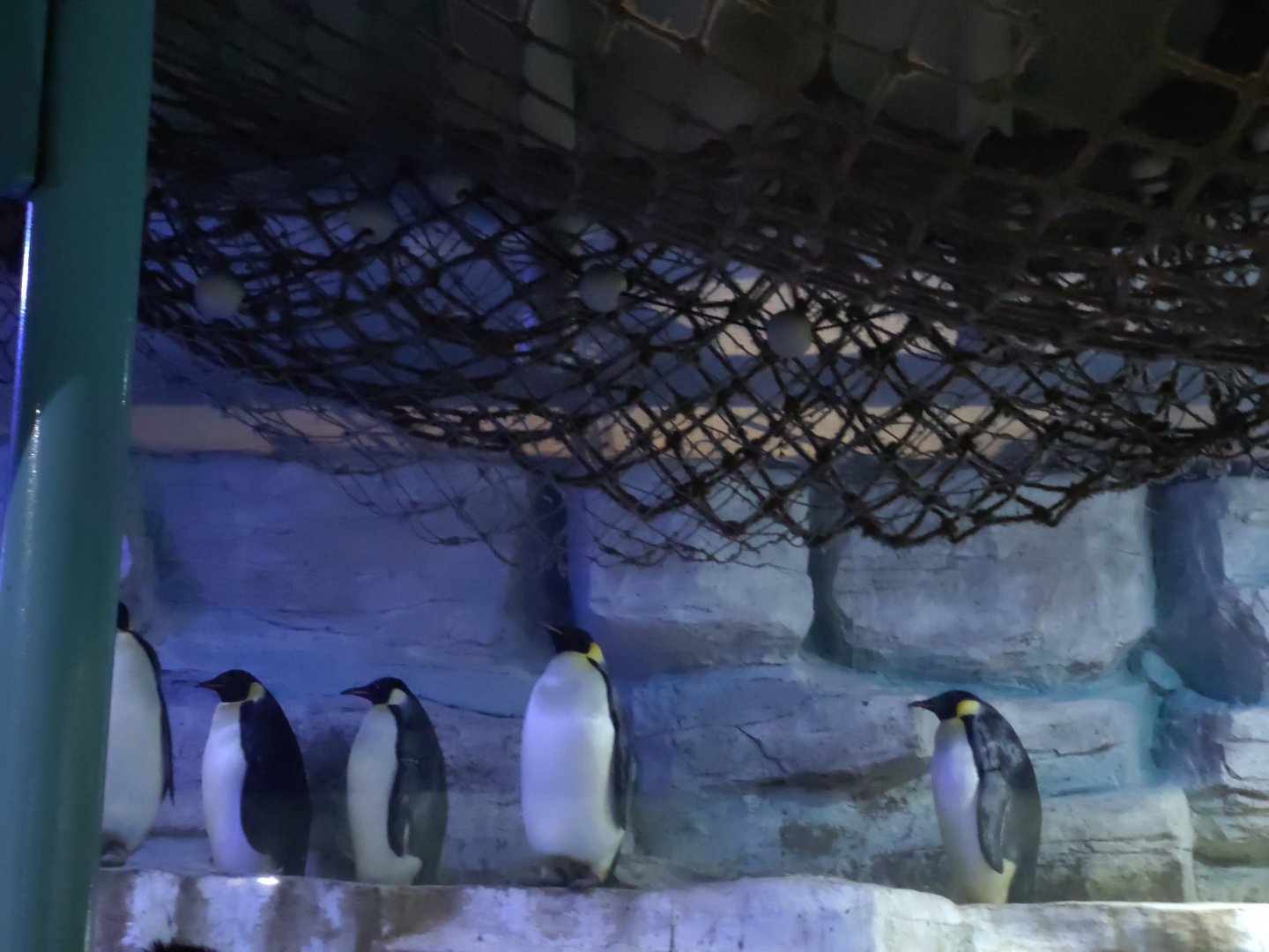 emperor penguin (Aptenodytes forsteri)