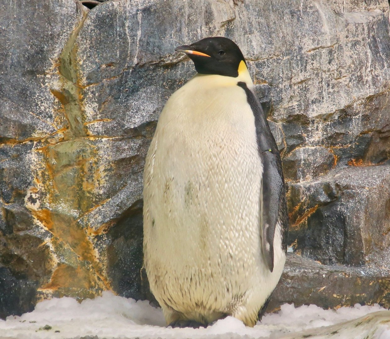 Emperor Penguin (Aptenodytes forsteri)
