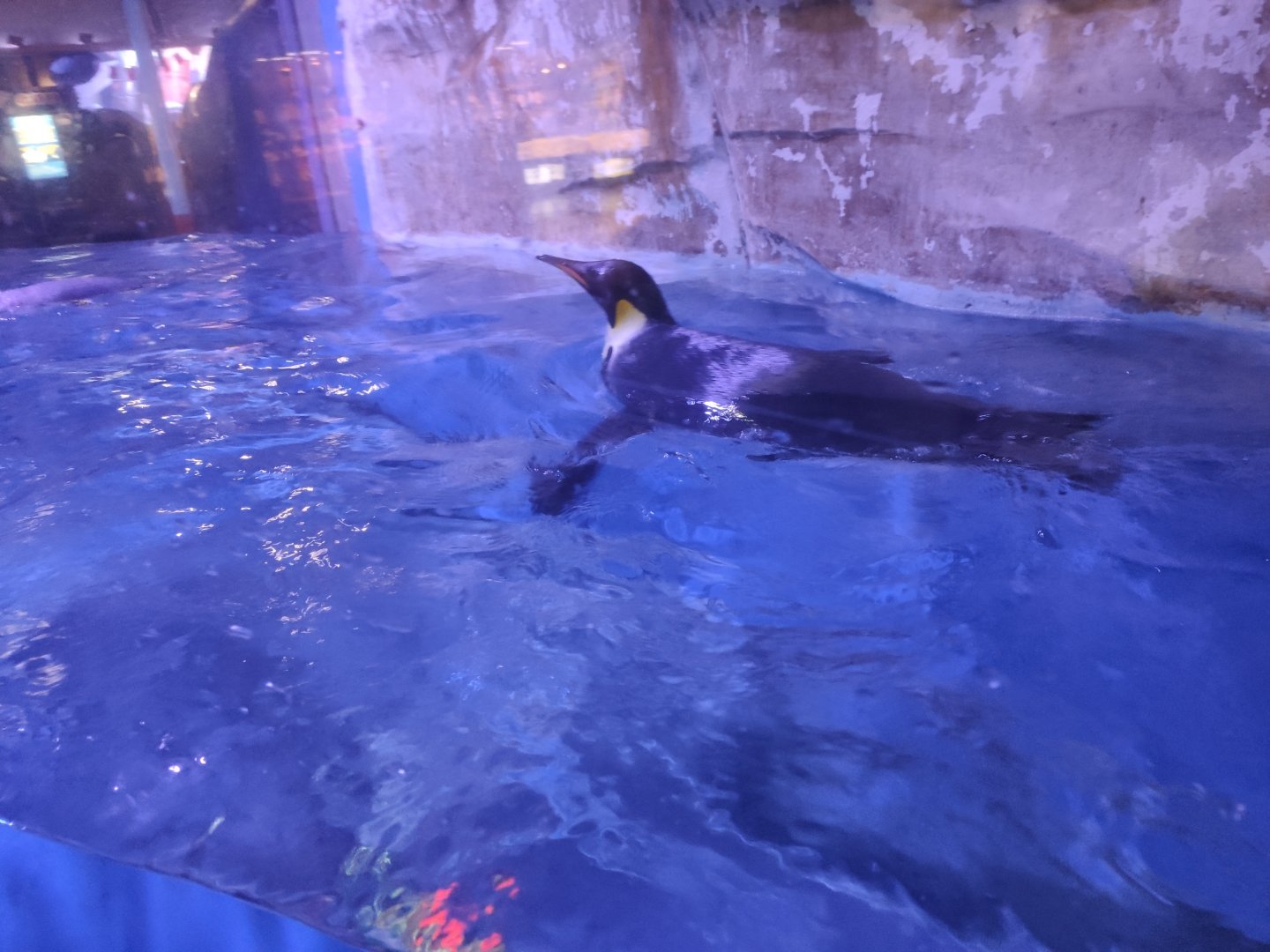 emperor penguin (Aptenodytes forsteri)