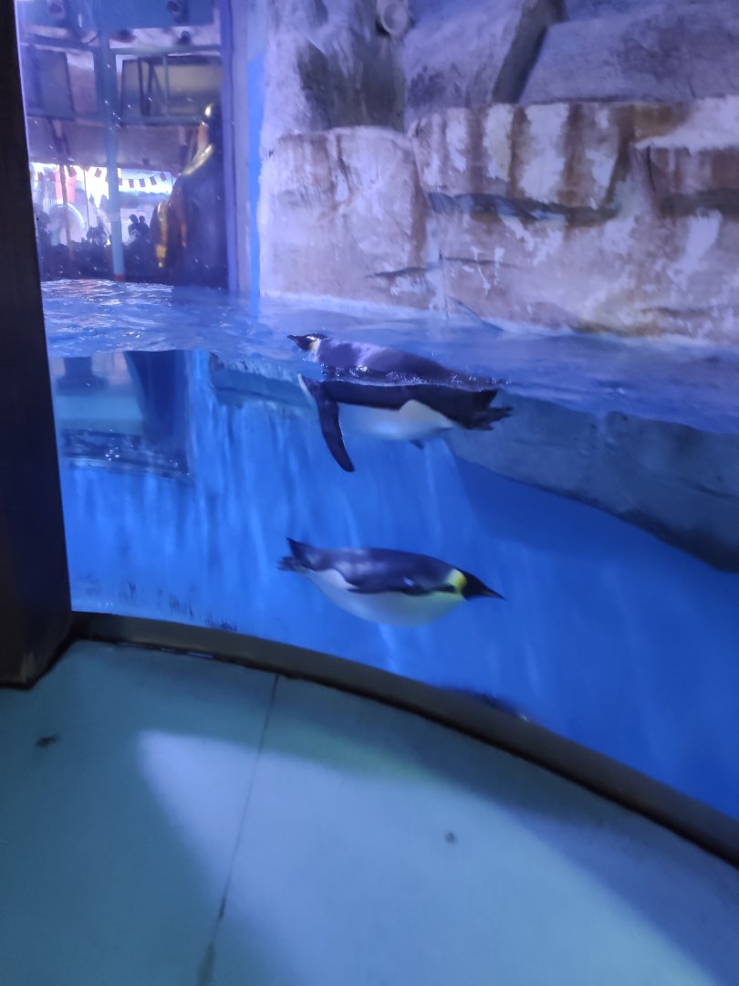 emperor penguin (Aptenodytes forsteri)