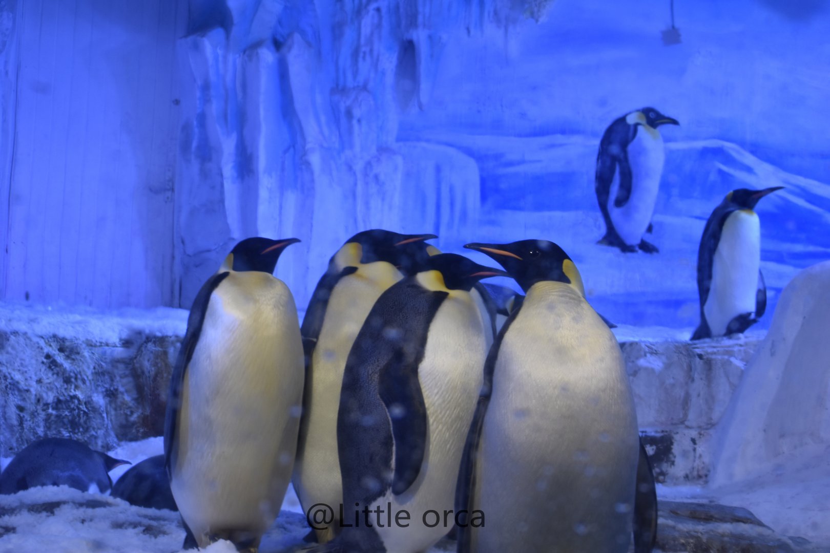 Emperor penguin (Aptenodytes forsteri)