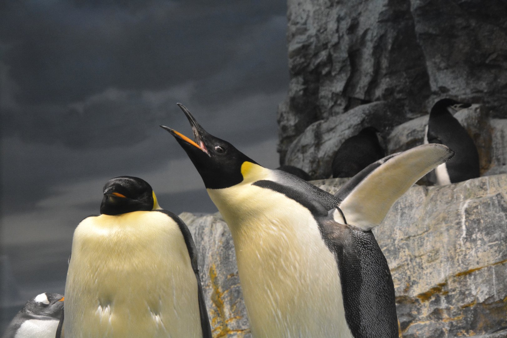 Emperor penguin (Aptenodytes forsteri)