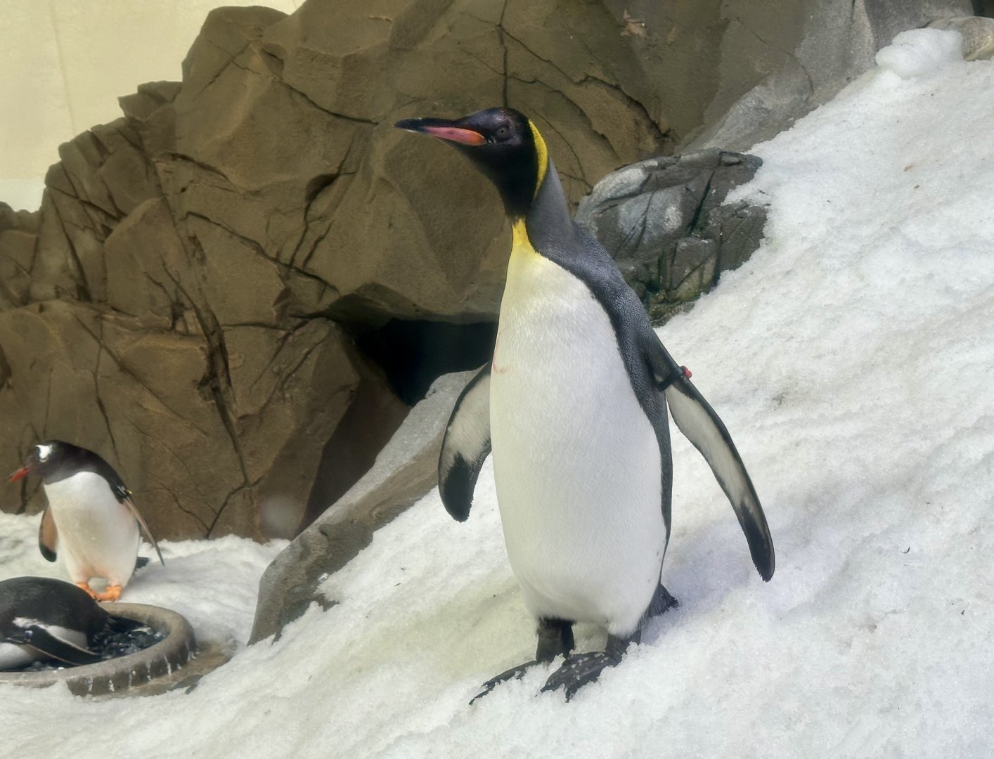 Emperor penguin (Aptenodytes forsteri)