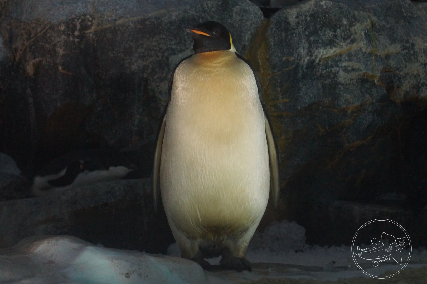 Emperor Penguin (Aptenodytes forsteri)