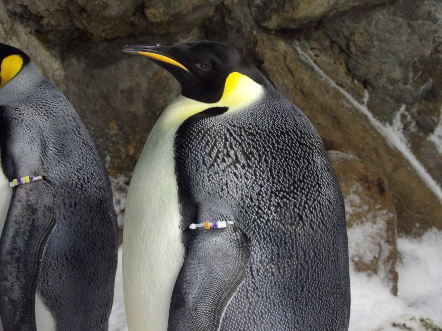 Emperor Penguin(Aptenodytes forsteri)