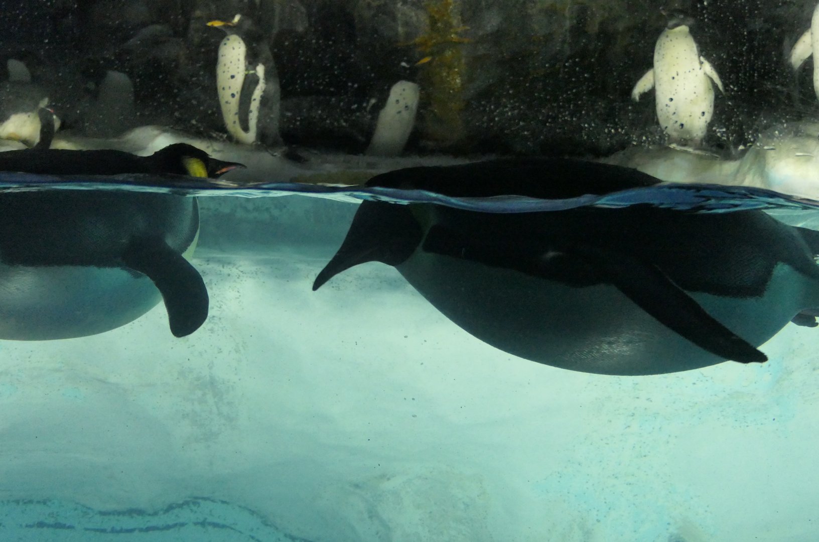 Emperor Penguin (Aptenodytes forsteri)
