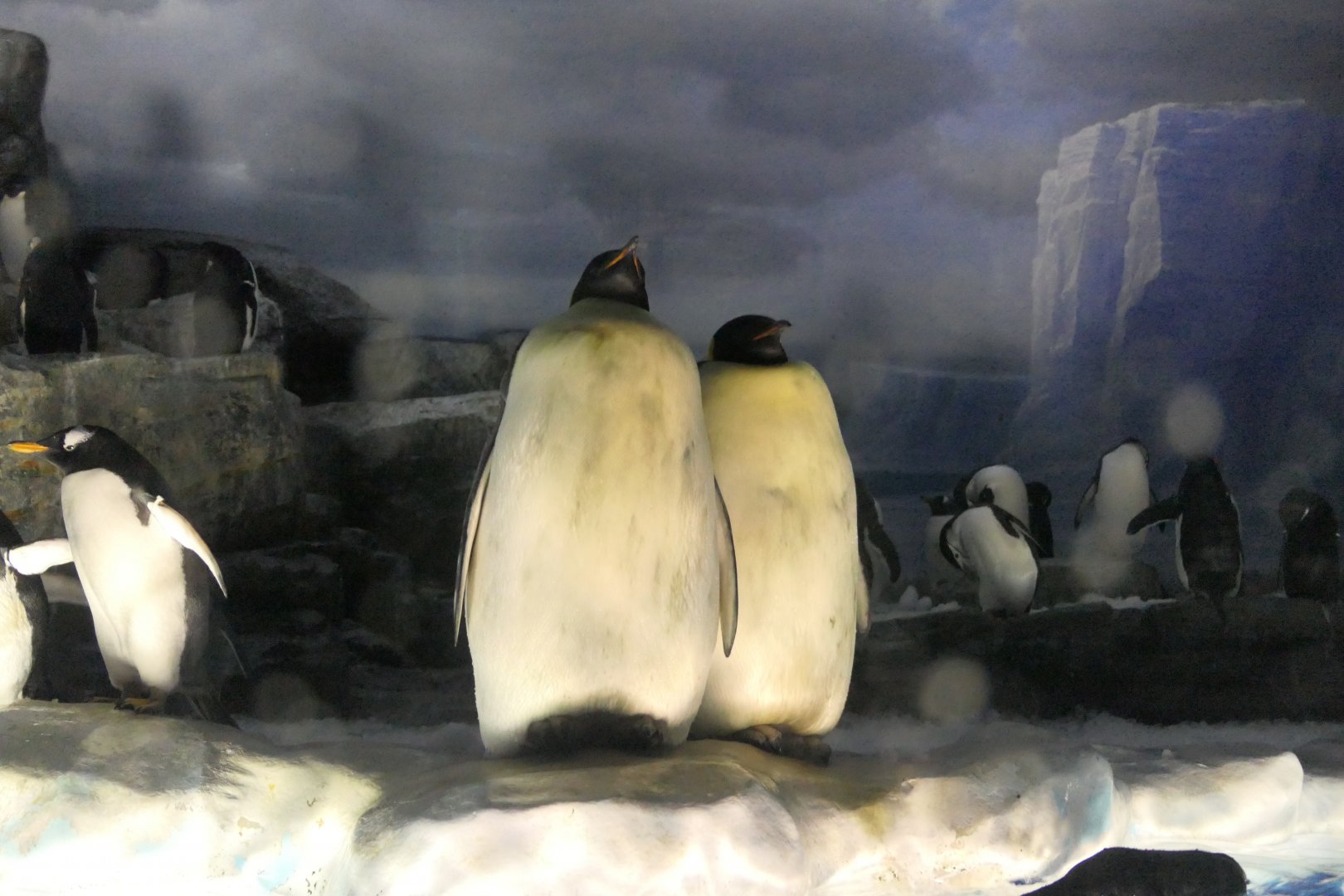 Emperor Penguin (Aptenodytes forsteri)
