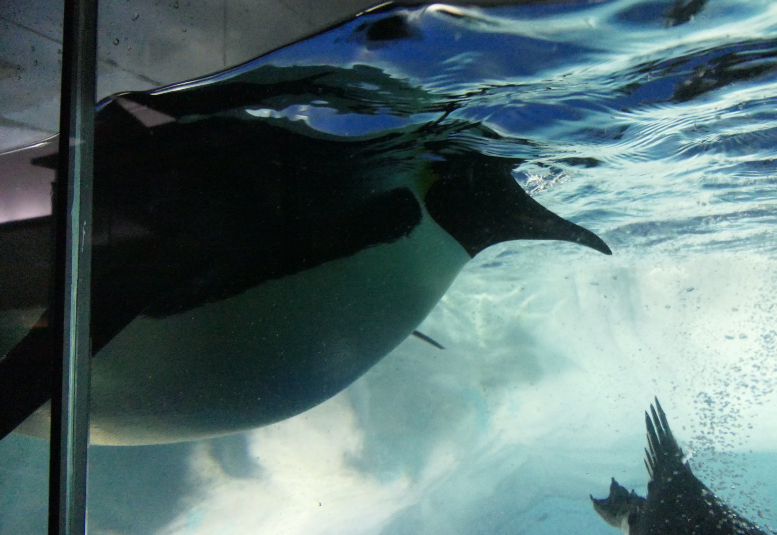 Emperor Penguin (Aptenodytes forsteri)